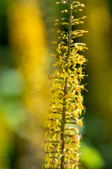 Close up of ligularia przewalskii flowers in bloom