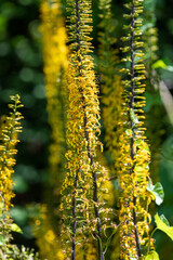 Close up of ligularia przewalskii flowers in bloom