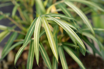 Obraz premium Dwarf white-striped Bamboo