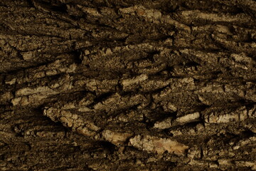 tree bark close-up mockup