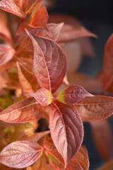 Old-fashioned weigela