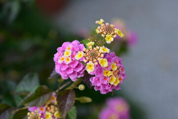 Shrub verbena flower