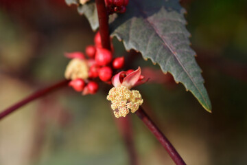 Castor oil plant Carmencita