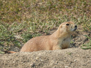 Black tailed prairie dog in White Horse Hill National Game Preserve