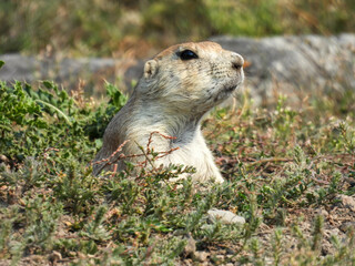 Black tailed prairie dog in White Horse Hill National Game Preserve
