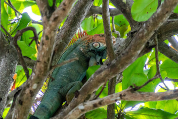 Wild iguana in a tree 
