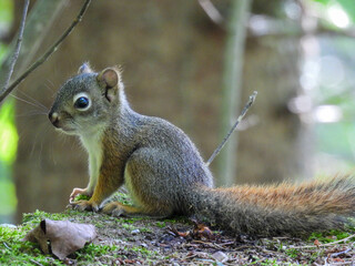 Juvenile squirrel in Ontario, Canada