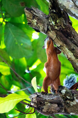 Hungry squirrel 