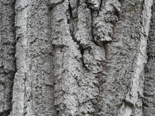 Tree bark background texture, found in the Pennsylvania hardwoods, Lawrence County, Eastern United...