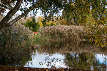 Small pond with common reed and trees reflecting in the water in Autumn