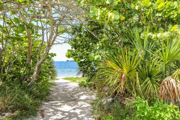 View of the ocean waves through tropical trees in Florida