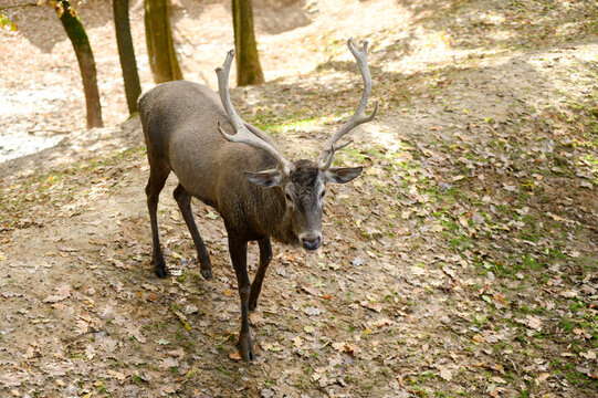 Cervidae.Buck deer spreading antlers walk in the reserve. © GRON777