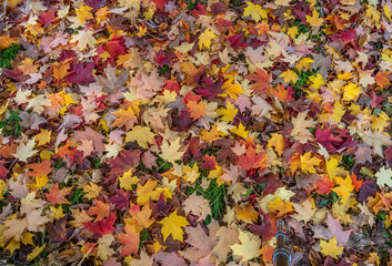 Autumn leaves in forest