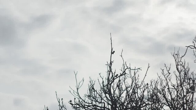 time lapse motion of dark clouds over tree branches without leaves