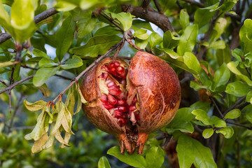 Branch with ripe pomegranate on tree. Autumn harvest