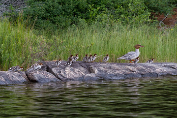 Female common merganser leading her ducklings to water 