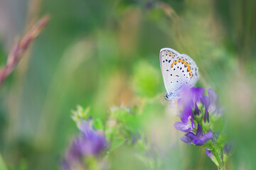 Makroaufnahme eines Schmetterlings (Bläuling)