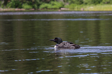 Common Loon swimming on a lake in Algonquin Provincial Park. 