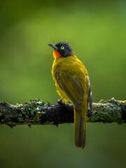 flame throated bulbul bird perched on tree branch