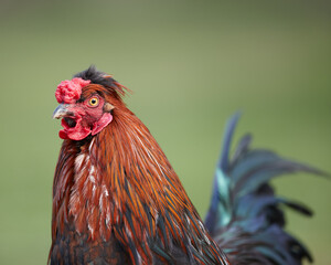 Close up of red rooster isolated on blurred background