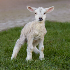 Naklejka na ściany i meble Young white lamb on grass