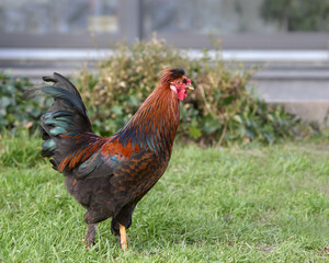 Red rooster free range in garden