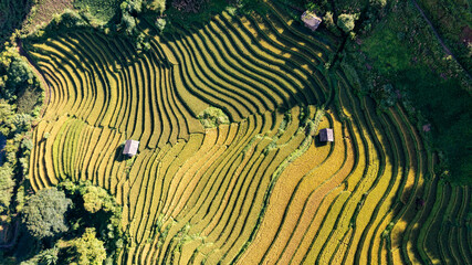 Rice fields on terraced prepare the harvest at Northwest Vietnam.