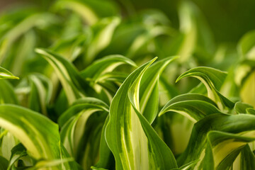 Obraz premium Abstract green leaves texture