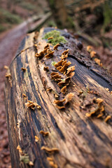 Small brown mushrooms growing on a log next to a walking path in the Bingen Forest of Germany on a winter day.