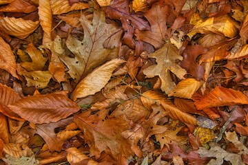 Fallen Autumn Leaves Form Natural Pattern