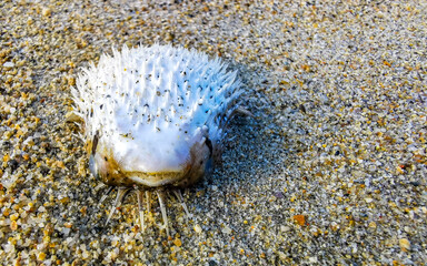 Dead puffer fish washed up on beach lies on sand.