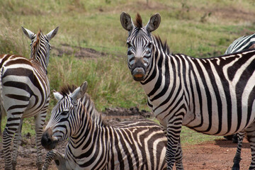 Fototapeta na wymiar One zebra is laughing looking directly at the camera and another is lying next to it.