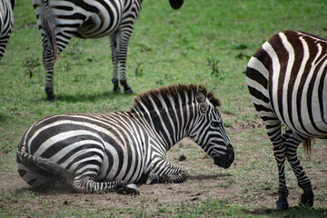 Fototapeta na wymiar Zebra is lying on green grass surrounded by other zebras