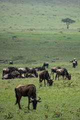 Naklejka na ściany i meble Wildebeests eating grass in Kenya during the great animal migration