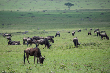 Naklejka na ściany i meble Wildebeests eating green grass in Kenya during animal migration