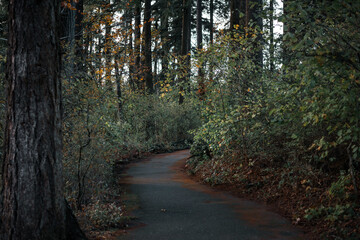 winding path through enchanted lush dark forest woodland