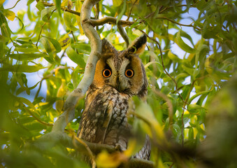 owl on tree