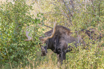 Bull Moose During the Rut in Wyoming in Autumn