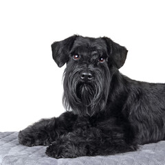 Black shaggy miniature schnauzer puppy in the studio isolated on a white background
