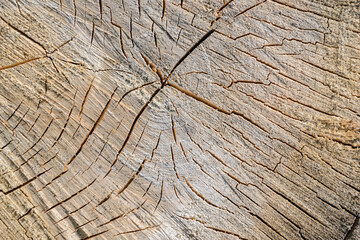 Fototapeta premium wood cut texture