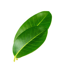 Two green ficus leaves closeup isolated on white background