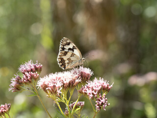 Mariposa en una flor