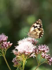 Mariposa en una flor