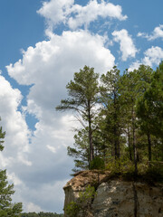 Áboles en el acantilado