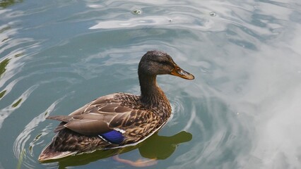 The duck swims in the river..