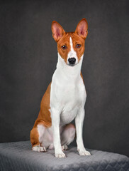 Basenji or Congo Terrier dog
