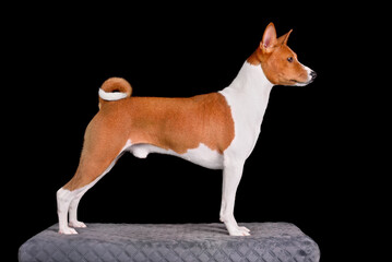 Funny White with Red Basenji Dog
