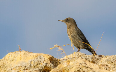 Blue Rock Thrush (Monticola solitarius) is a thrush that lives in rocky valleys and feeds on insects. It lives in Asia, Europe and Africa.
