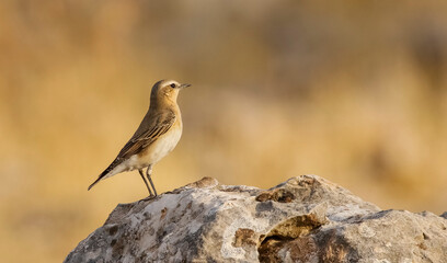 Northern Wheatear (Oenanthe oenanthe) is a common songbird in Asia, Europe, America and Africa. It lives in open and stony areas.