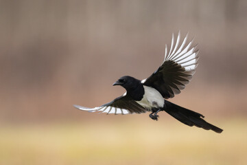 The Eurasian Magpie or Common Magpie or Pica pica, flying bird with blurred background, winter time